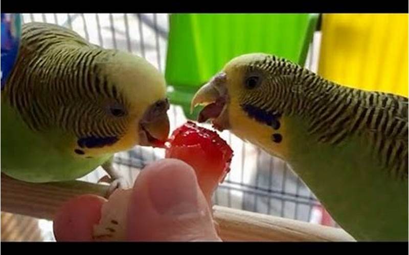 Budgie Eating Strawberries