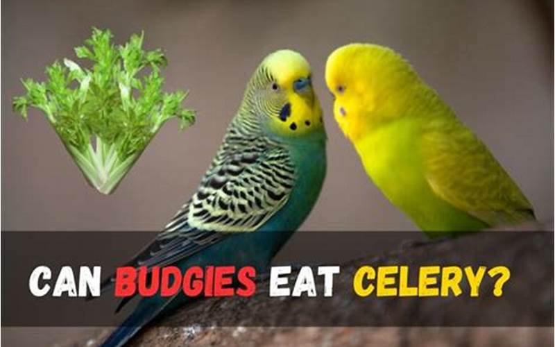 Can Budgies Eat Celery?