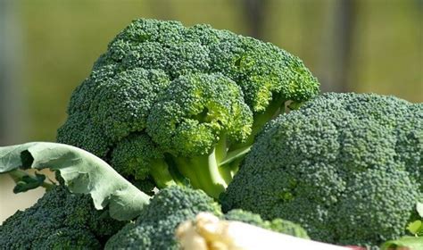 Cara Menanam Brokoli pada Polybag Puri Budidaya