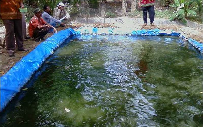 Budidaya Ikan Air Tawar Di Kolam Terpal