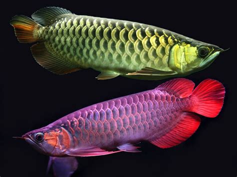 Budidaya Ikan Arwana