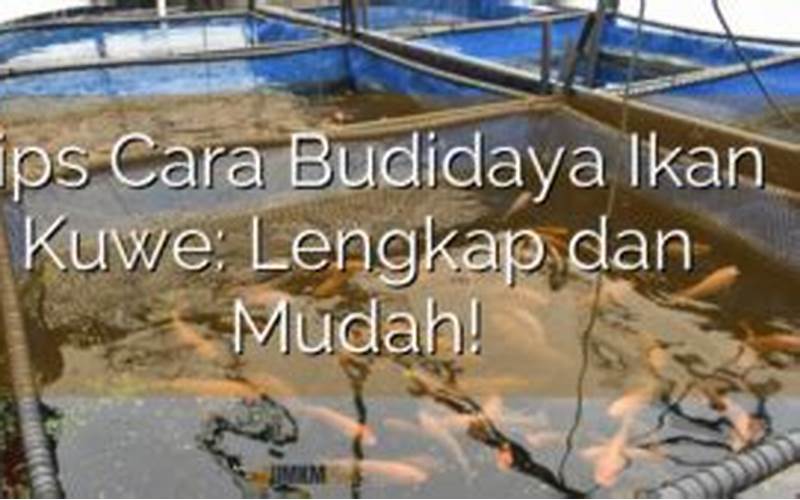 Budidaya Ikan Kuwe