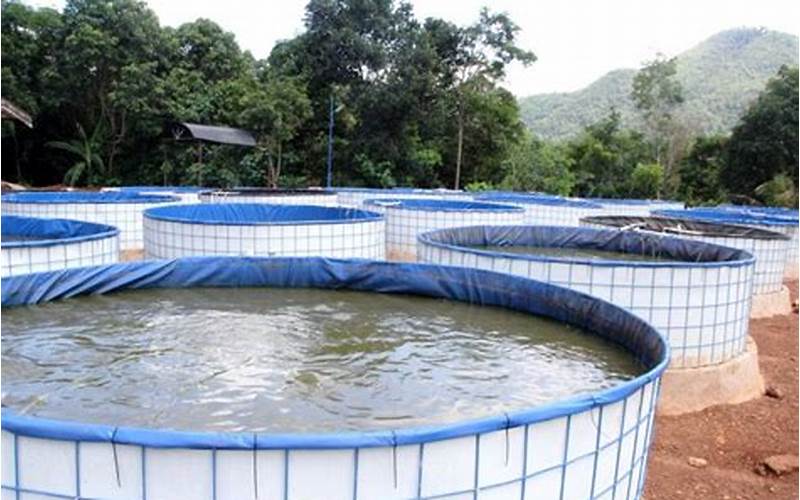 Budidaya Ikan Lele Di Kolam Bulat