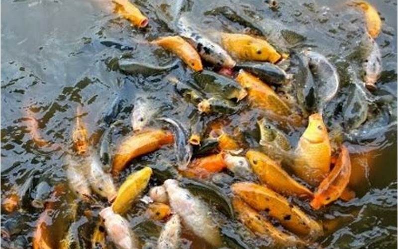 Budidaya Ikan Mas Konsumsi Dengan Media
