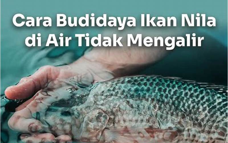 Budidaya Ikan Nila Air Tidak Mengalir