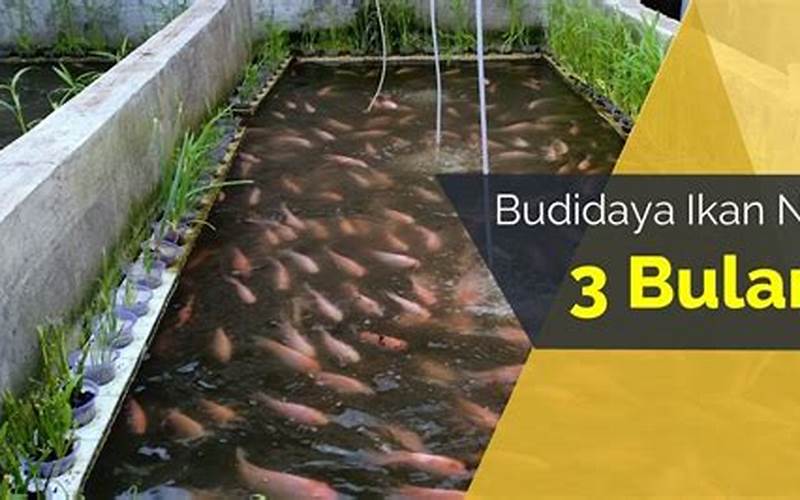 Budidaya Ikan Nila Di Bis Beton