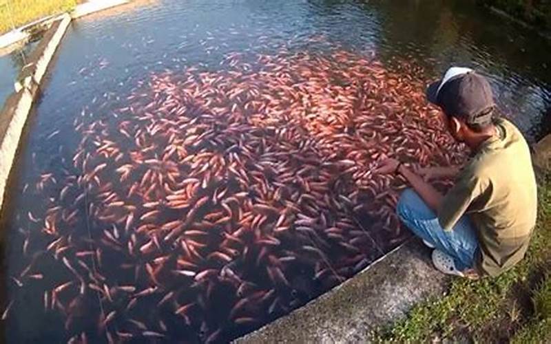 Budidaya Ikan Nila Menggunakan Kolam Semen