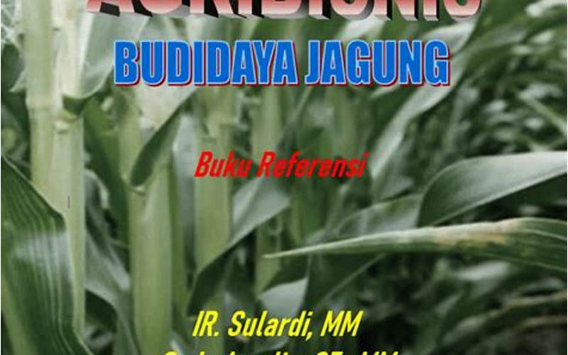 Budidaya Jagung P36