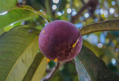 Budidaya buah manggis BUDIDAYAKU