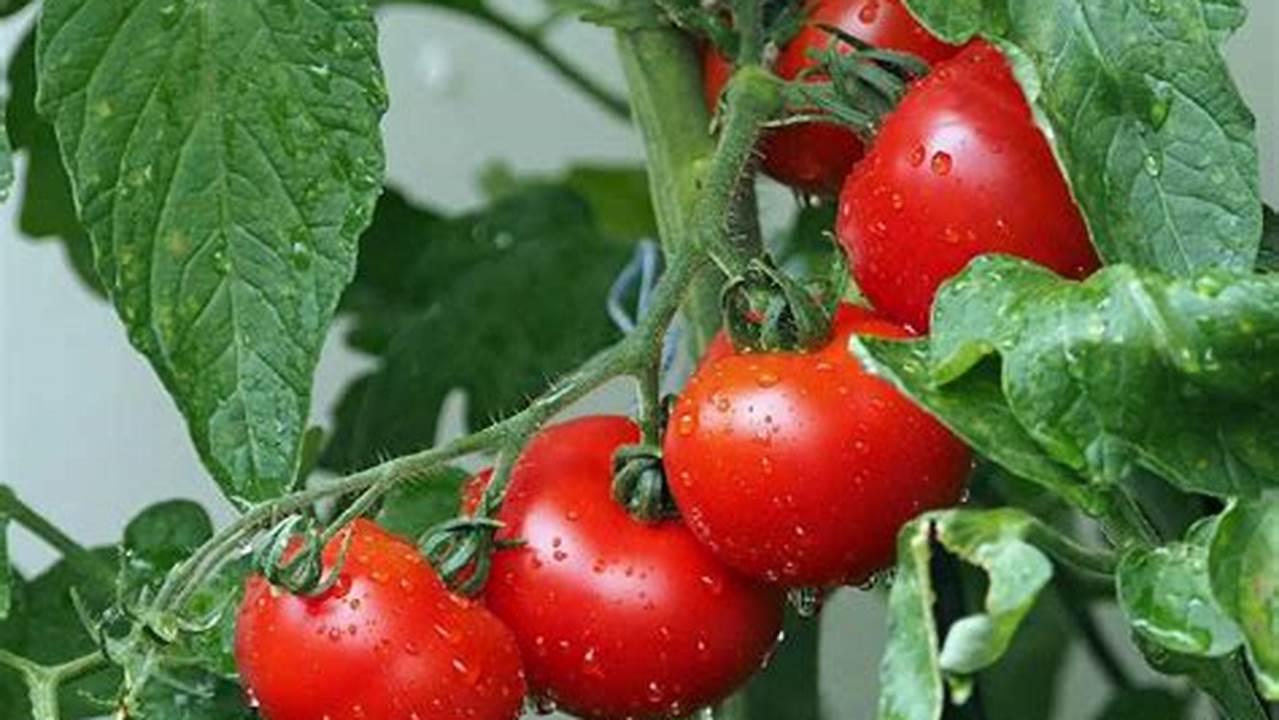 Budidaya Tanaman Tomat
