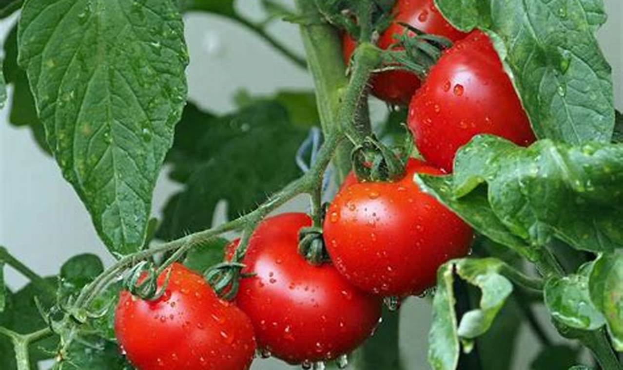 Budidaya Tanaman Tomat