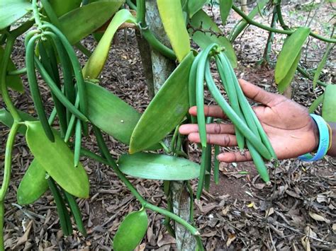 Budidaya Tanaman Vanili (Vanilla planifolia Andrews) RUANG PERTANIAN