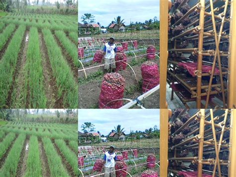 Budidaya Bawang Merah