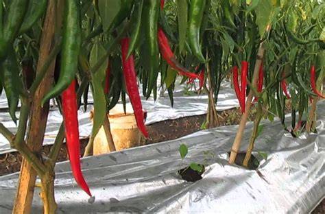 Budidaya Cabe Merah
