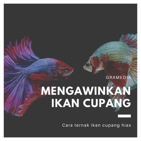 Budidaya Ikan Cupang
