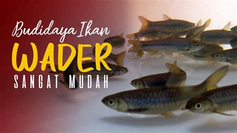 Budidaya Ikan Wader Panen