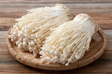 Budidaya Jamur Enoki