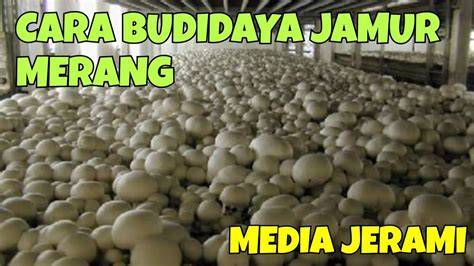 Budidaya Jamur Merang