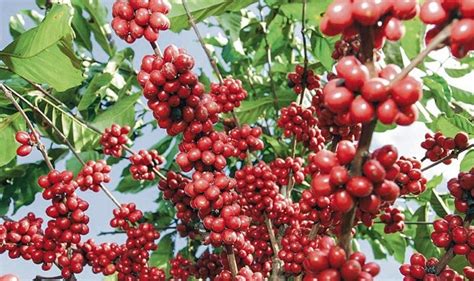 Budidaya Kopi