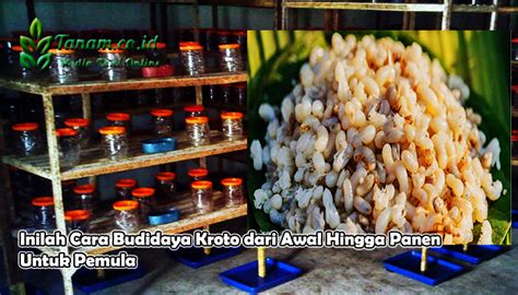 Budidaya Kroto
