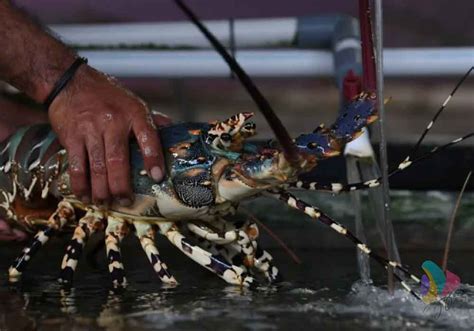Budidaya Lobster
