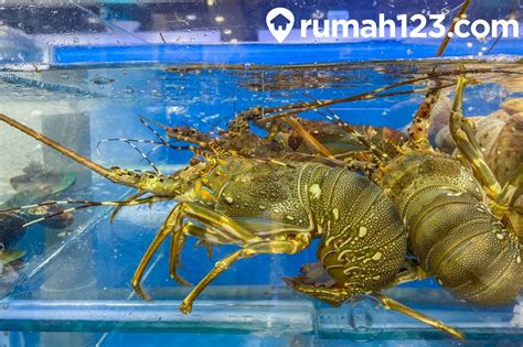 Budidaya Lobster Air Tawar