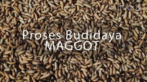 Budidaya Maggot