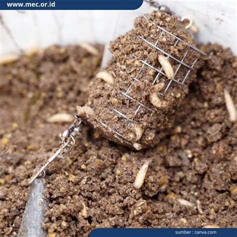 Wadah budidaya Maggot BSF skala rumahan