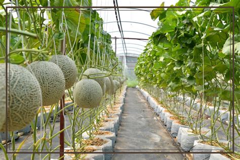Budidaya Melon