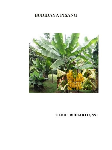 Budidaya Pisang