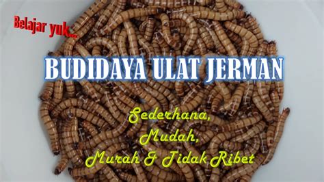 Budidaya Ulat Jerman