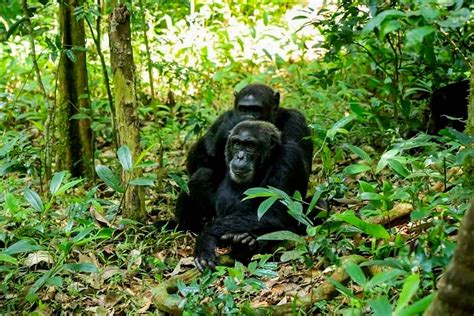 Budongo Forest Chimpanzees
