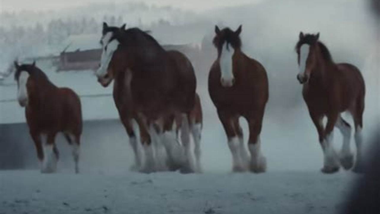 Budweiser Clydesdales Commercial 2024