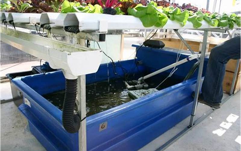 Build Or Buy Your Aquaponics System
