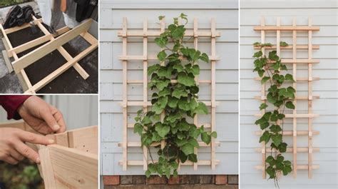 Building Your DIY Trellis: A Step-by-Step Guide
