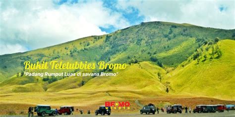 Bukit Teletubbies di Bromo dengan padang rumput hijau yang luas dan latar Gunung Bromo yang ikonik