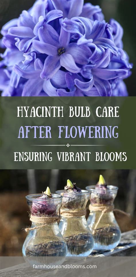 Bulb Care and Replacement