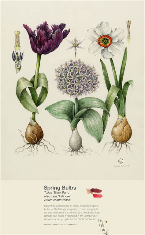 Bulbs: Hidden Treasures for Spring and Summer