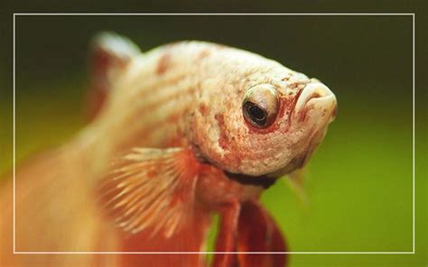 Bulging Eye Betta Fish