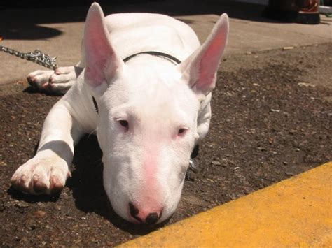 Sudden Onset Aggression... Page 2 — Strictly Bull Terriers