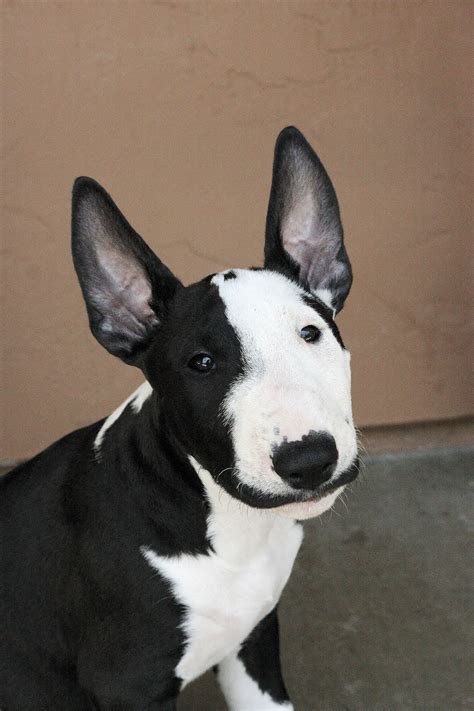 The Unique Bull Terrier Black And White: A Perfect Companion For Your
Active Lifestyle