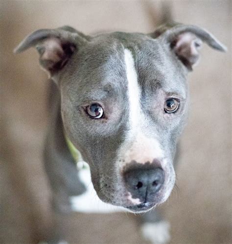Bull Terrier Blue Nose Pitbull Mix: An Adorable Dog Breed