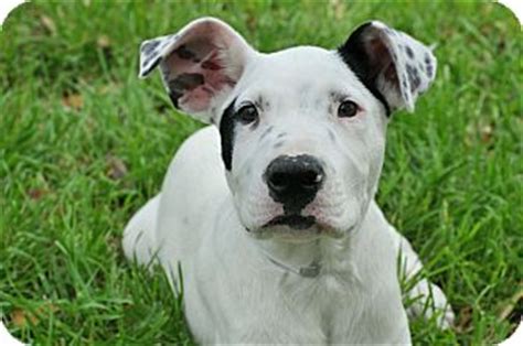 Bull Terrier Dalmatian Mix: The Unique And Playful Breed Of 2023