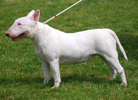 The Unique And Relaxed Image Of Bull Terrier Dogs In 2023