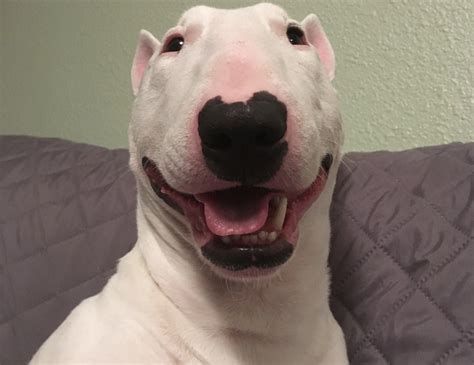 Bull Terrier Meme Walter: The Hilarious Dog Taking Over The Internet In
2023