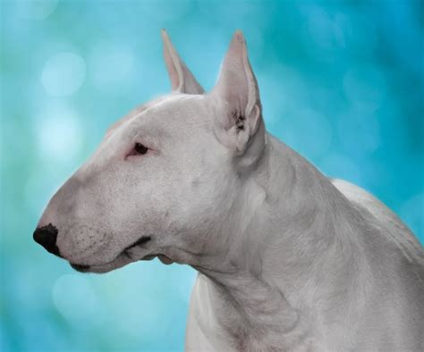 Bull Terrier Dogtime
