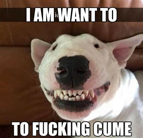 Bull Terrier Meme Walter: The Hilarious Dog Taking Over The Internet In
2023