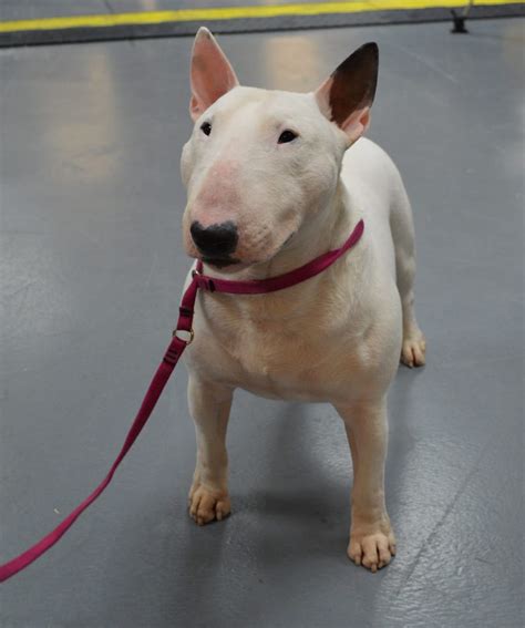 Bull Terrier Miniature Puppies For Sale Woodland, CA 306584