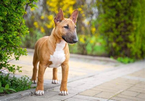 Bull Terrier puppy for sale near Houston, Texas 2054b5451f31