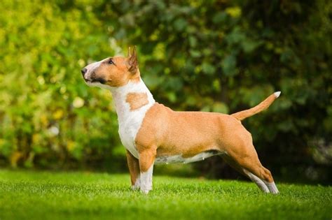 Bull Terrier Price Usa: What You Need To Know
